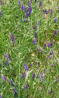 Vetch1.jpg (38356 bytes)