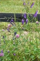 Vetch with Clover.jpg (39381 bytes)