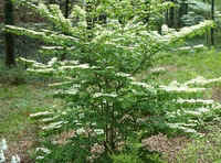 Viburnama.jpg (45194 bytes)