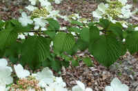 Viburnamb.jpg (36701 bytes)