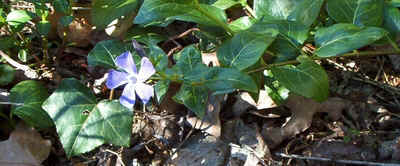 Vinca minor, Periwinkle.jpg (86570 bytes)