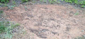 Vine Garden June17.jpg (56093 bytes)