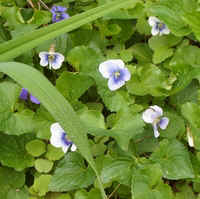 Viola4.jpg (48295 bytes)