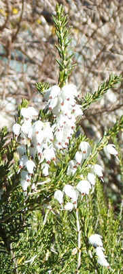 WhiteBells0323.jpg (102707 bytes)