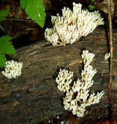 WhiteCoral0831a.jpg (80880 bytes)