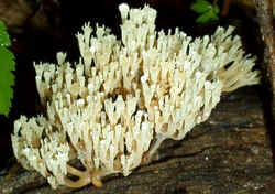 WhiteCoral0831b.jpg (55579 bytes)