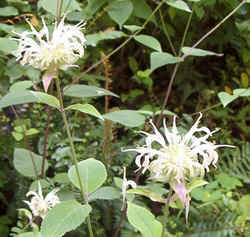 White Bergamot3.jpg (74666 bytes)