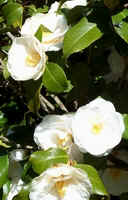 White Camellia Amaryllidaceae Columbus, NC.jpg (31377 bytes)