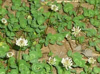 White Clover.jpg (42528 bytes)