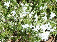 White Creeping Phlox Polemoniaceae Columbus, NC.jpg (49662 bytes)