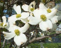 White Dogwood.jpg (38870 bytes)
