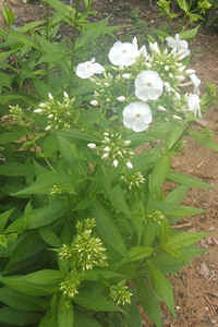 White Phlox.jpg (70061 bytes)