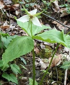White Wake Robin.jpg (100976 bytes)