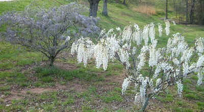 White Wisteria.jpg (118136 bytes)
