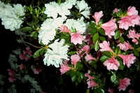 White & Pink Azaleas.jpg (36864 bytes)