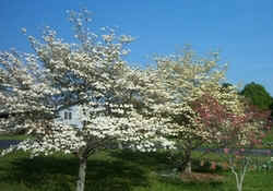 White & Pink Dogwood Quail Farm.jpg (50305 bytes)