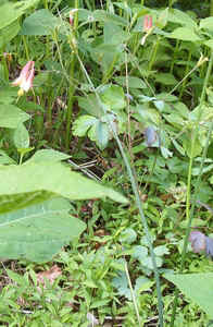 Wild Columbine.jpg (85145 bytes)