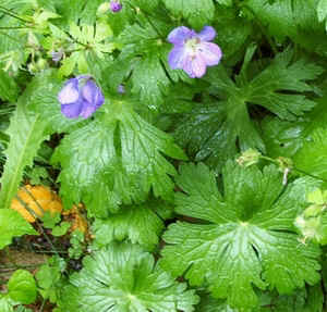 Wild Geraium0509a.jpg (103709 bytes)