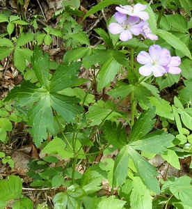 Wild Geranium0506.jpg (110277 bytes)