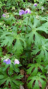 Wild Geranium0509b.jpg (67259 bytes)