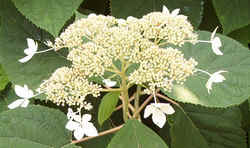 Wild Hydrangea0629b.jpg (48386 bytes)