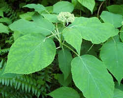 Wild Hydrangia0518.jpg (55589 bytes)