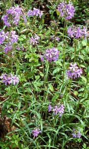 Wild Phlox.jpg (88457 bytes)