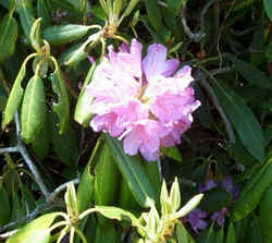 Wild Rhododendron maybe.jpg (154451 bytes)