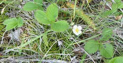 Wild Strawberry.jpg (49279 bytes)