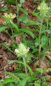 Wood Betony2.jpg (74718 bytes)