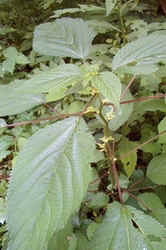 Wood Nettle0629a.jpg (48266 bytes)
