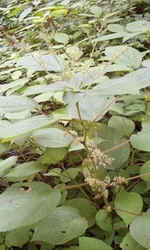 Wood Nettle0629b.jpg (47603 bytes)