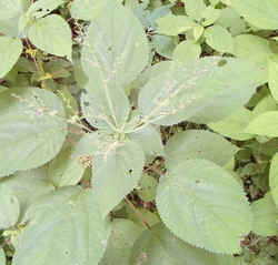 Wood Nettle0629c.jpg (61748 bytes)