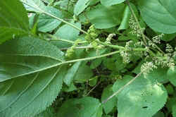 Wood Nettle0629d.jpg (49544 bytes)