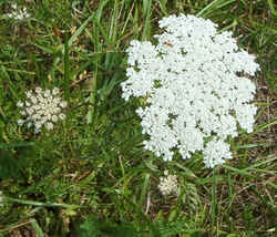 Yarrow2.jpg (78797 bytes)