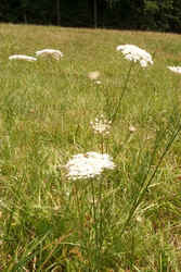 Yarrow3.jpg (55543 bytes)