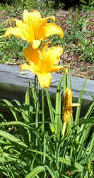 Yellow Daylily.jpg (51894 bytes)