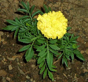 Yellow Marigold.jpg (102149 bytes)