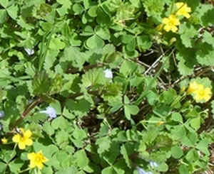 Yellow Oxalis.jpg (85012 bytes)