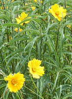 Yellow Poppies.jpg (45648 bytes)
