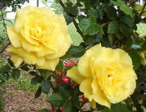Yellow Rose.jpg (79414 bytes)