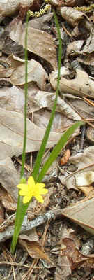 Yellow Star-grass2.jpg (73905 bytes)