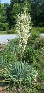 Yucca1.jpg (60186 bytes)