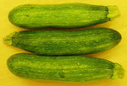 Zucini1007.JPG (46905 bytes)