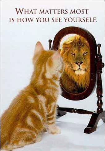 catlionmirror.jpg (28145 bytes)