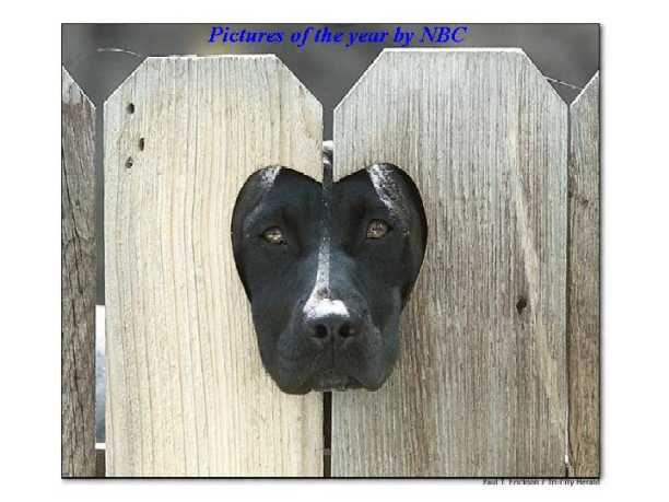 dogheadinheartshape.jpg (31187 bytes)