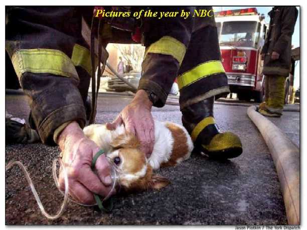 firemandogo2.jpg (38869 bytes)