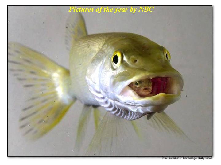 fishinfishmouth.jpg (35274 bytes)