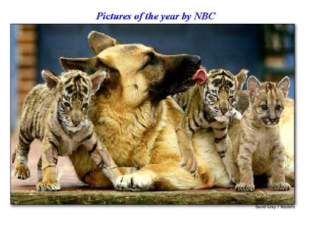 germanshepherdtigercubs.jpg (36225 bytes)
