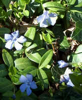 periwinkle2.jpg (46294 bytes)